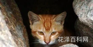 牛顿发明了什么