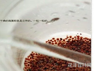 用海藻做面膜好吗