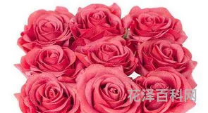 9朵玫瑰花语，9朵玫瑰适合送什么人