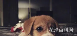 天冷发朋友圈搞笑说说，冬天幽默搞笑句子