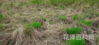 乌拉草是什么