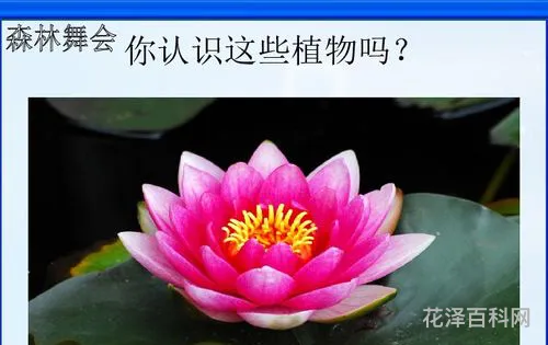 花草树木点头笑，花儿向我们点头向我们微笑