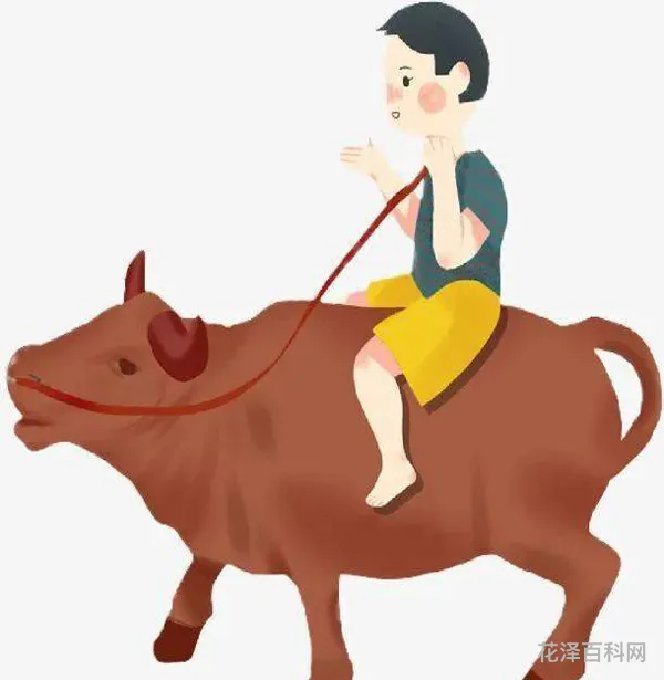 牛郎的牛是什么牛 牛郎用心照顾老牛的图片