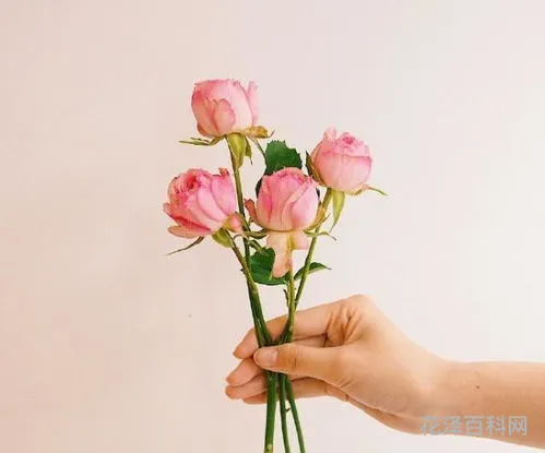 感谢最暖心短句