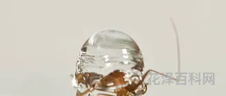 为什么下雨不会把蚊子砸死