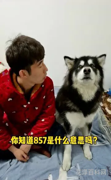 857是什么 男女之间857的含义