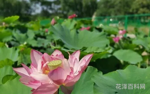 圆明园古莲二代绽放 圆明园现在有花开了吗