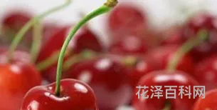 樱桃吃多了会怎么样，樱桃吃多了会有饱腹感吗