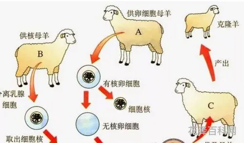 克隆技术的利与弊 如何看待克隆技术