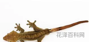 壁虎在家里是什么征兆