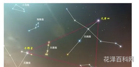 牵牛星在哪个星座