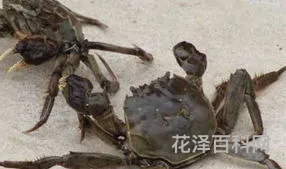 为什么螃蟹横着走 螃蟹横着走搞笑句子