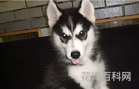 纯种哈士奇特征 纯哈士奇和不纯对比