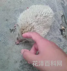 小刺猬吃什么 路上的刺猬能不能捡回家