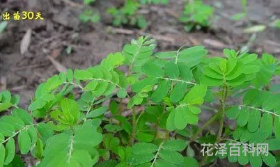 中草药名称大全