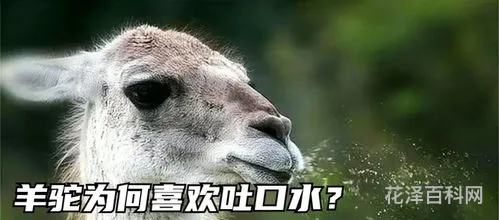 羊驼为什么吐口水，羊驼吐口水是喜欢还是讨厌