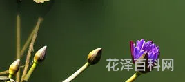 冬天有什么花开，冬季盛开的花