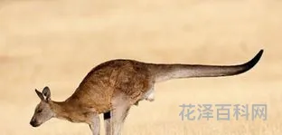 动物尾巴的用处