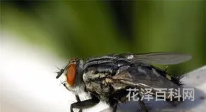 灭苍蝇的方法，怎么灭苍蝇 最有效