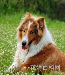 苏格兰牧羊犬好养吗