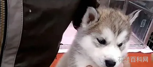 白眼狼什么意思 白眼狼是指什么样的人
