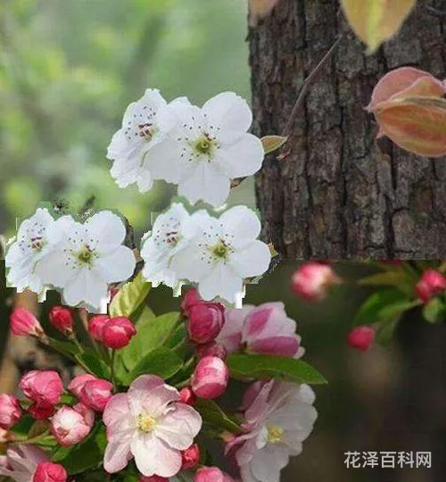 一树梨花压海棠什么意思