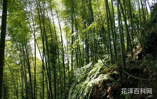 竹林深处人家，竹林山下有人家全文免费