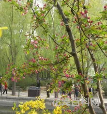 芳草无情下一句