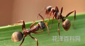 家里有蚂蚁怎么办能除根吗
