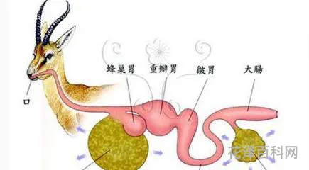 什么是反刍动物