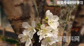 抽打心中的樱桃花，抽打心中的樱桃树感悟