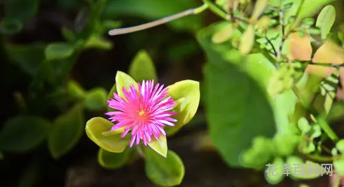 什么花代表友谊 闺蜜之间适合送什么花