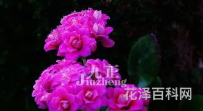 长寿花怎么养
