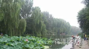 老舍为什么投湖