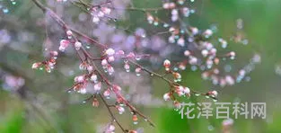 杏花春雨打一生肖