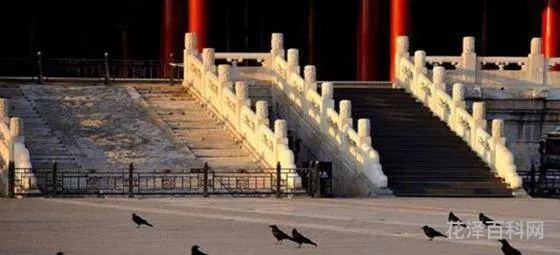 乌鸦为什么灭绝了