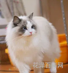 布偶猫多少钱一只