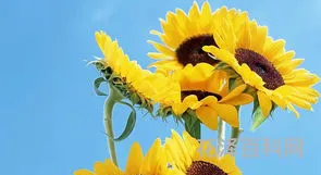 向日葵的花语 向日葵花适合送什么人