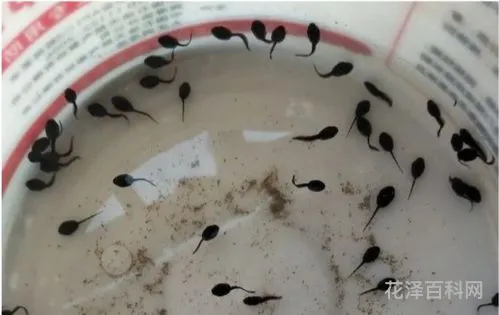 小蝌蚪吃什么食物 吃蝌蚪是治什么的偏方