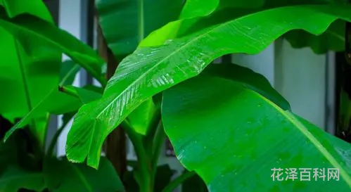 芭蕉不展丁香结的意思