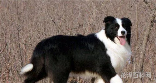边境牧羊犬如何训练