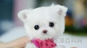 茶杯犬的寿命