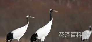 丹顶鹤的英文 外国人叫丹顶鹤叫什么