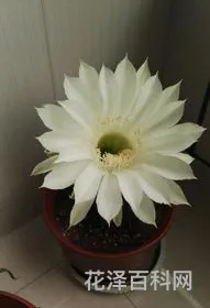 仙人球开花是什么兆头