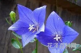 蓝色妖姬花语，蓝色妖姬的寓意是什么