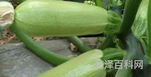 西葫芦的营养价值 吃西葫芦的害处