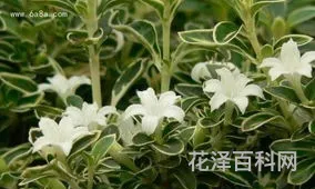 六月雪的养殖方法