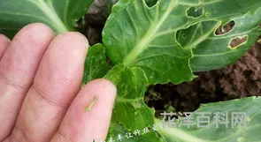小菜蛾防治难，防治菜青虫小菜蛾用什么农药