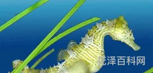 海马是鱼类吗