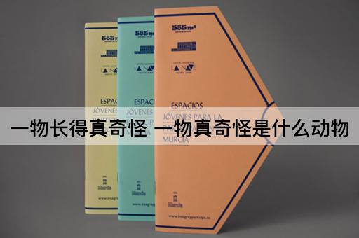 一物长得真奇怪 一物真奇怪是什么动物